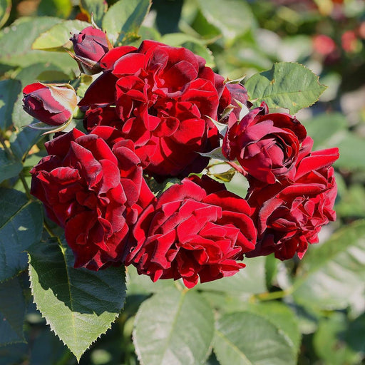 Rose, Navy Lady Rose
