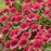 Coneflower, Double Coded® Raspberry Beret Echinacea