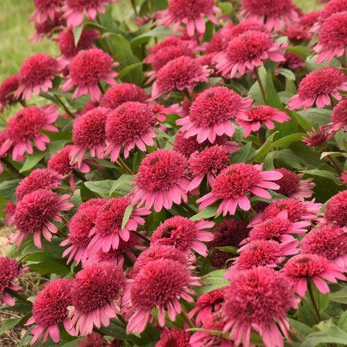 Coneflower, Double Coded® Raspberry Beret Echinacea