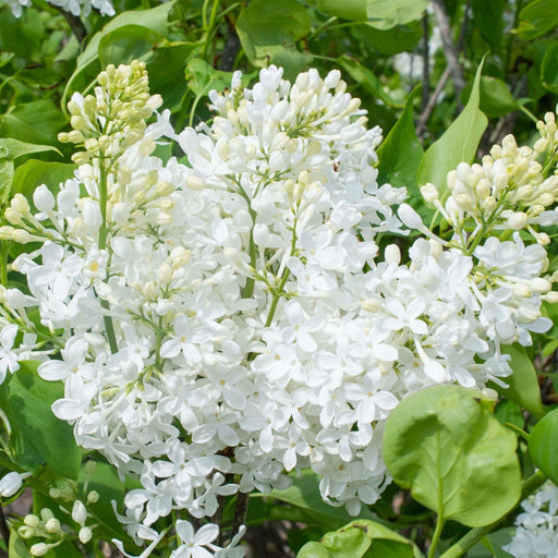 Lilac, New Age™ White Lilac