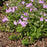 Phlox, Star-Rock Creeping Phlox