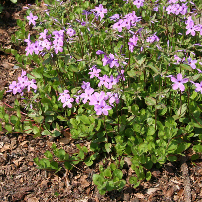 Phlox, Star-Rock Creeping Phlox