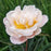 Peony, Gardenia Peony