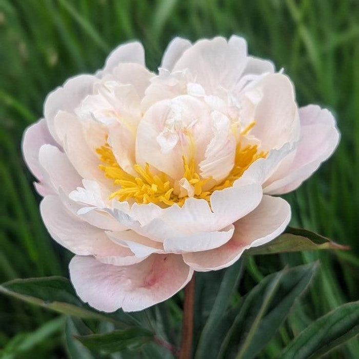 Peony, Gardenia Peony