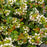 Vaccinium corymbosum hybrid 'ZF08-095' PP 25,467  - Bushel and Berry® BerryBux® Blueberry