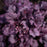 Coral Bells, Grape Expectations Coral Bells