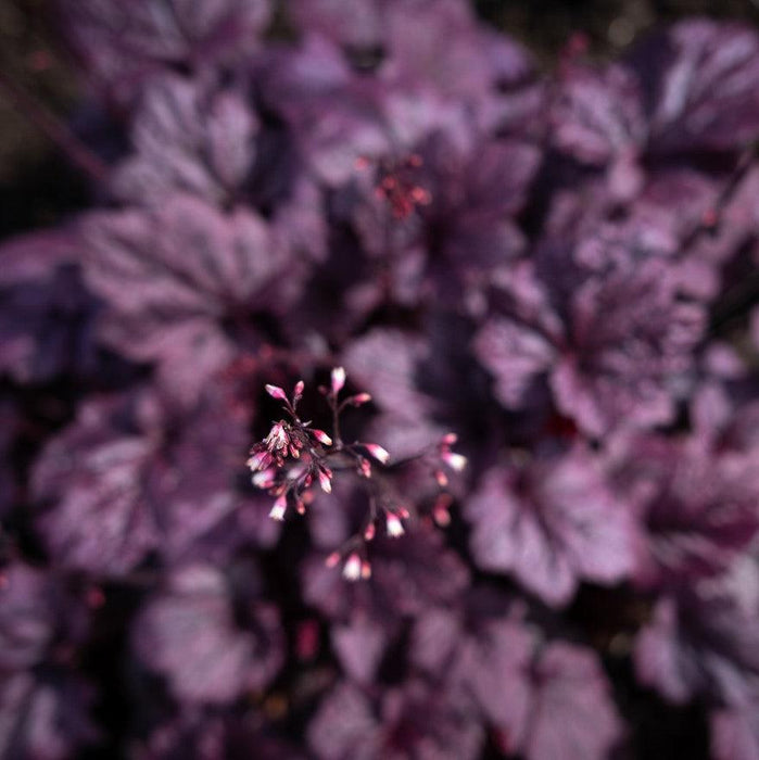 Coral Bells, Grape Expectations Coral Bells