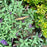 Butterfly Bush, Pugster Blue® Dwarf Butterfly Bush