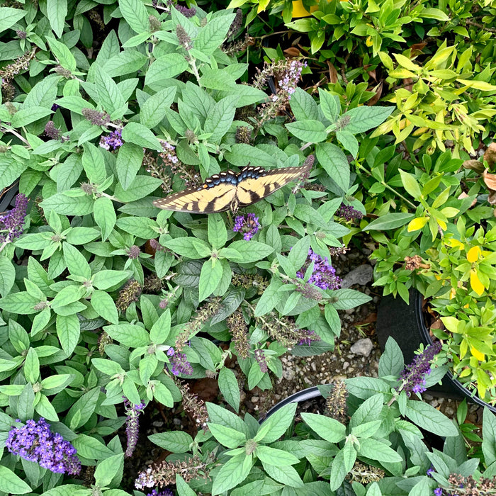 Butterfly Bush, Pugster Blue® Dwarf Butterfly Bush
