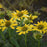 Coneflower, Eye-catcher™ Canary Feathers Echinacea