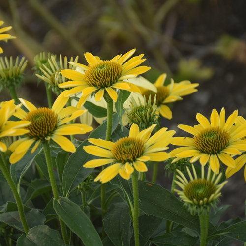 Coneflower, Eye-catcher™ Canary Feathers Echinacea