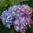 Hydrangea, Let's Dance® Blue Jangles® Hydrangea