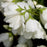 Mockorange, Snowbelle Mockorange