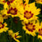 Tickseed, Lil' Bang™ Enchanted Eve Tickseed