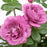 Rose, Plum Perfect