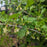 Gooseberry, Hinnonmaki Red Gooseberry