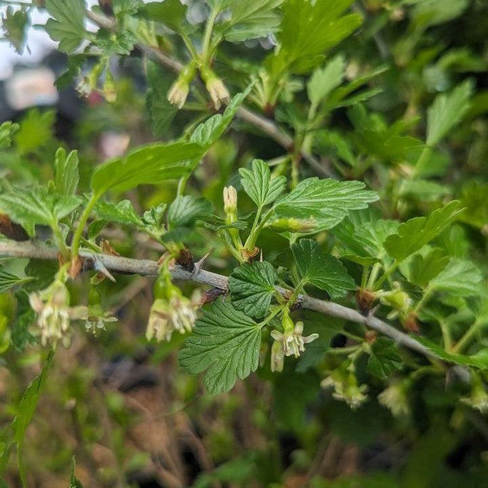 Gooseberry, Hinnonmaki Red Gooseberry
