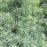 Spruce, Dwarf Alberta Spruce