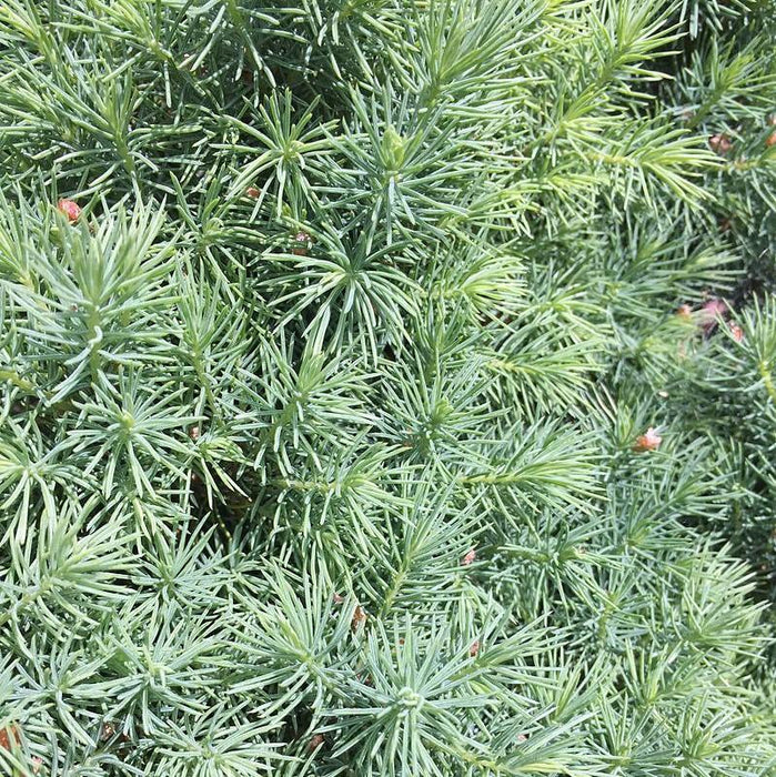 Spruce, Dwarf Alberta Spruce