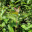 Dogwood, Gray Dogwood