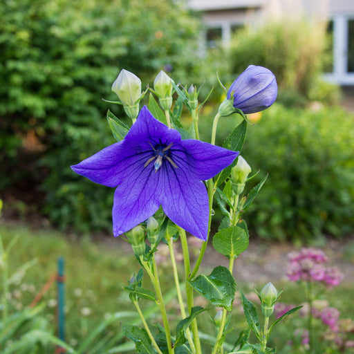 Balloon Flower, Sentimental Blue Balloon Flower