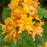 Azalea, Golden Lights Azalea