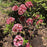 Mountain Laurel, Raspberry Glow Mountain Laurel