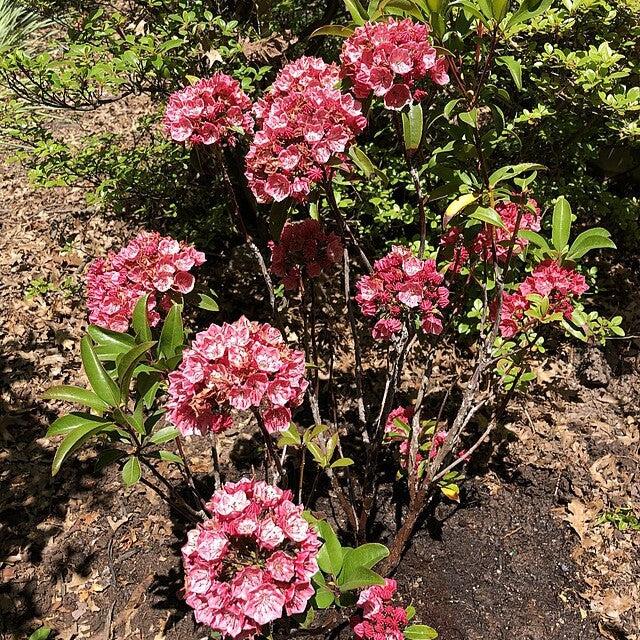 Mountain Laurel, Raspberry Glow Mountain Laurel