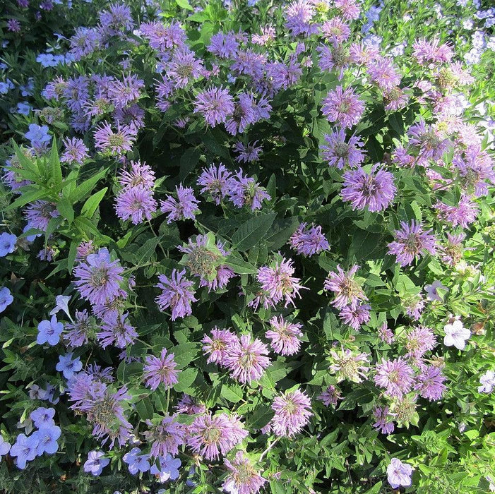 Bee Balm, Sugar Buzz® Blue Moon Bee Balm