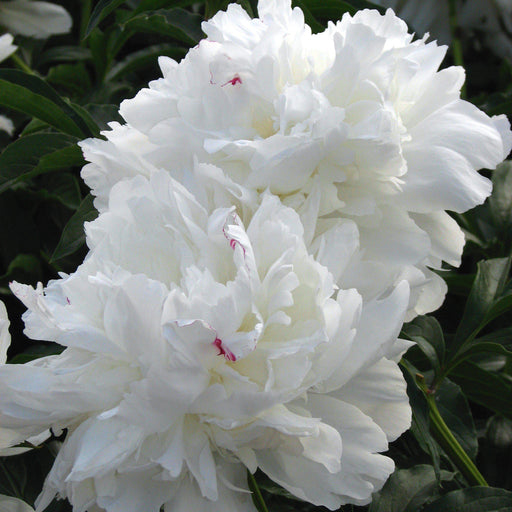 Paeonia lactiflora 'Festiva Maxima'  - Festiva Maxima Peony