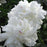 Paeonia lactiflora 'Festiva Maxima'  - Festiva Maxima Peony