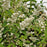 Deutzia, Yuki Snowflake® Deutzia