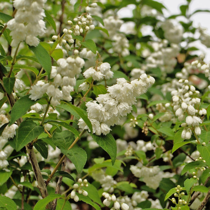 Deutzia, Yuki Snowflake® Deutzia