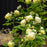 Rose, Vanessa Bell® Rose
