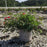 Rose, Red Drift® Rose