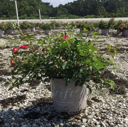 Rose, Red Drift® Rose