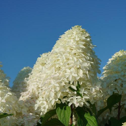 Hydrangea, Quick Fire Fab® Hydrangea