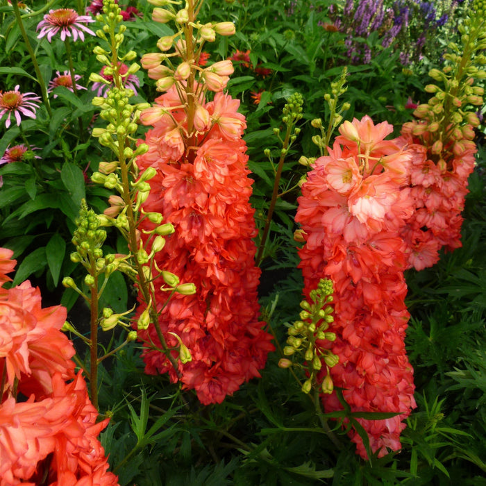 Delphinium, Red Lark Delphinium