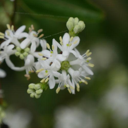 Seven-Son Flower, Temple of Bloom