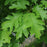 Oak, Northern Red Oak