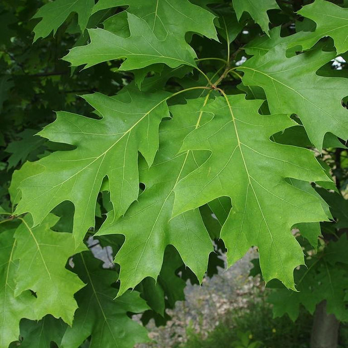 Oak, Northern Red Oak