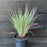 Grass, Standing Ovation Little Bluestem