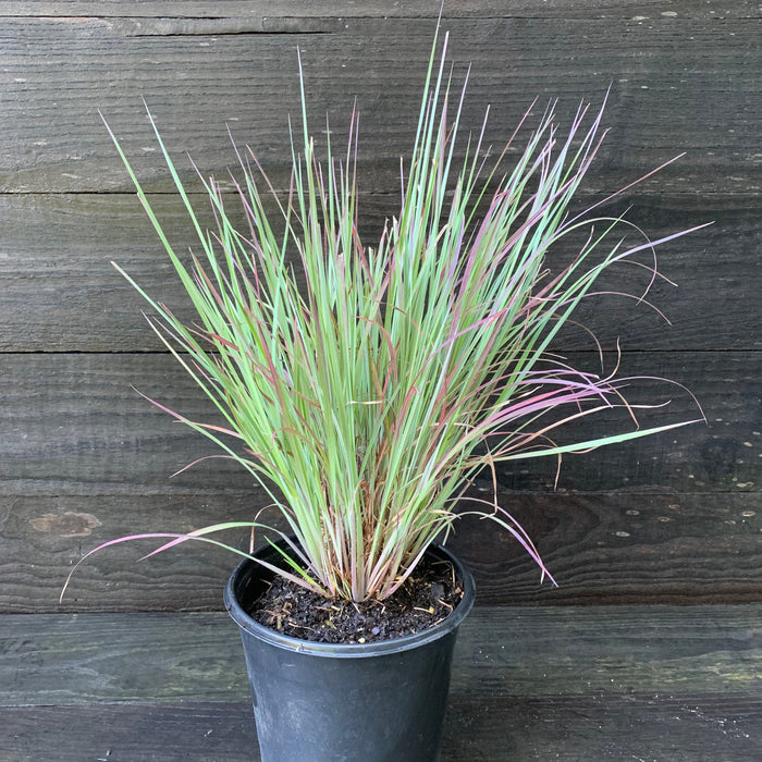 Grass, Standing Ovation Little Bluestem