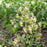 Meadow Rue, Early Meadow Rue