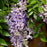 Wisteria, First Editions® Summer Cascade™ Wisteria