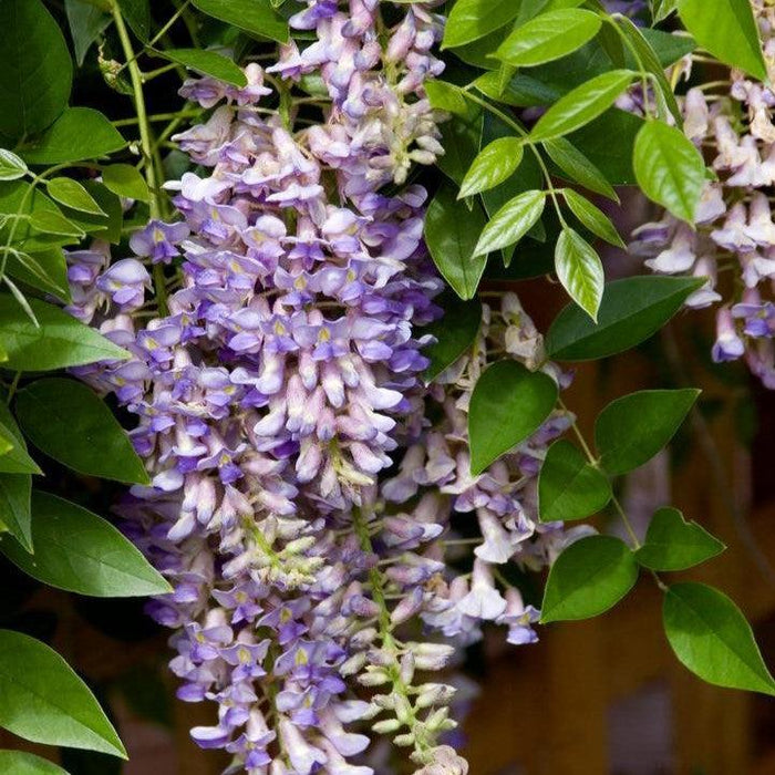 Wisteria, First Editions® Summer Cascade™ Wisteria