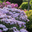 Phlox, First Editions® Cotton Candy™ Phlox