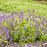 Catmint, Lemon Purrfect Catmint