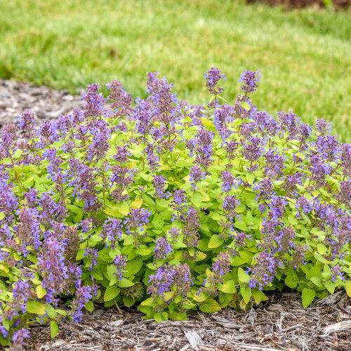 Catmint, Lemon Purrfect Catmint