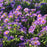 Aster, Twilight Sky Aromatic Aster